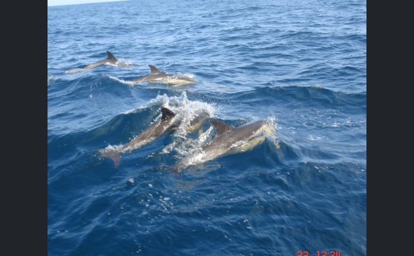 Trollö Kosteri-kuva-5